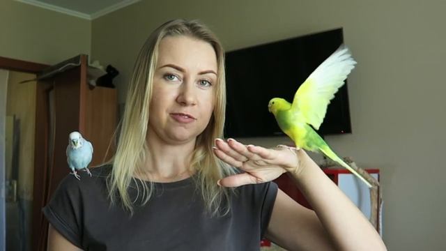 КАК Я НАУЧИЛА ПОПУГАЯ ГОВОРИТЬ. ГОВОРЯЩИЙ ПОПУГАЙ ТОША смотреть онлайн