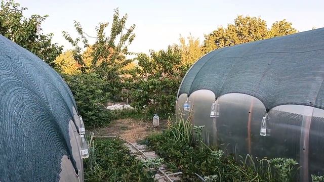 Даже гуси еще спят😊🦢 Персики поспели🍑 Хромоножка сбежала но мы ее вернули😍Компот🍑 Свой дом Ку смотреть онлайн