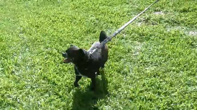 Video of adoptable pet named Garrett смотреть онлайн