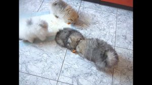 Чем можно кормить щенка шпиц.?ЩЕНКИ ШПИЦА И МОРКОВКА ДЛЯ ЩЕНКОВ/ ПОЛЬЗА ИЛИ ВРЕД?