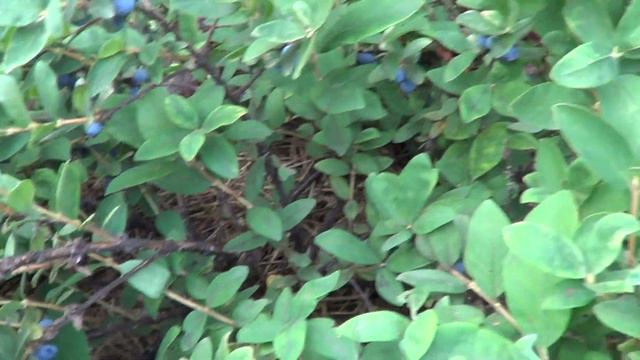 ЗАПАЗДАВШАЯ ЖИМОЛОСТЬ смотреть онлайн