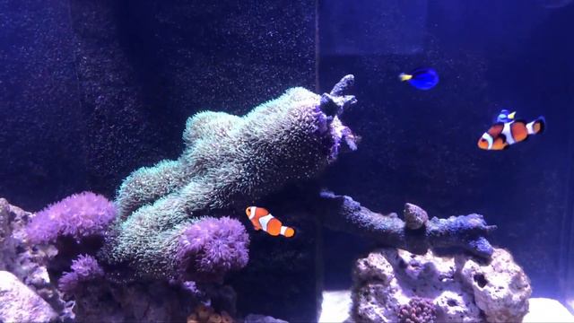 Baby hippo tangs, Cleaner Wrasse, Sun live coral, & Pearl bubble live coral смотреть онлайн