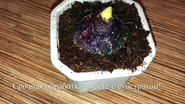 Выгонка Луковичных в Домашних Условиях / От посадки До Цветения смотреть онлайн