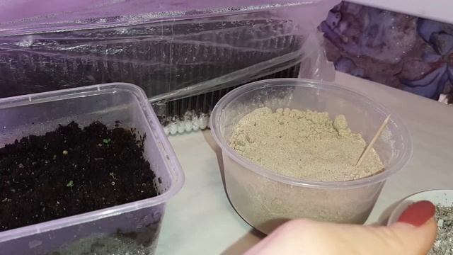 Всходы БЕГОНИИ и ЭУСТОМЫ. Борьба с зеленым налетом на поверхности почвы смотреть онлайн