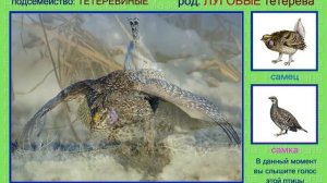 Тетерев. Голоса птиц
