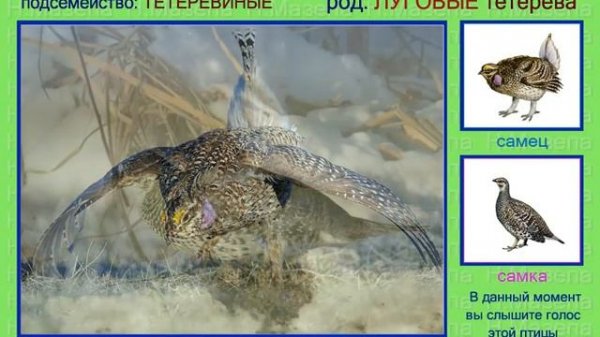 Тетерев. Голоса птиц