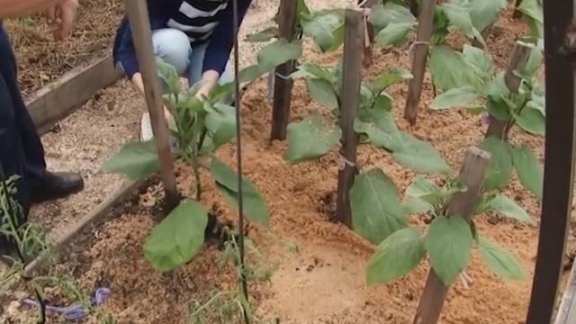Барышня крестьянка. Уход за Помидороми, Баклажанами и Перцем смотреть онлайн