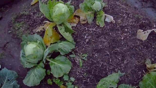 11-19 09 2020г капуста сорт-июньская дача под Архангельском смотреть онлайн