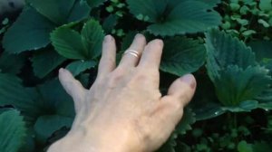 Клубника сорт "Газана" в теплице 2