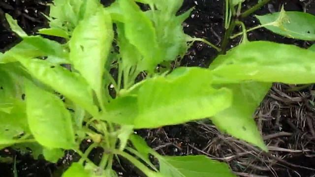 ПЕРЦЫ.ОБРАБОТКА ПЕРЦЕВ ЛЕПИДОЦИДОМ ОТ ВРЕДИТЕЛЕЙ смотреть онлайн