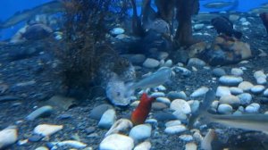 РЫБА БЕЛЬДЮГА. Хищная морская живородящая рыба, которая "щенится".