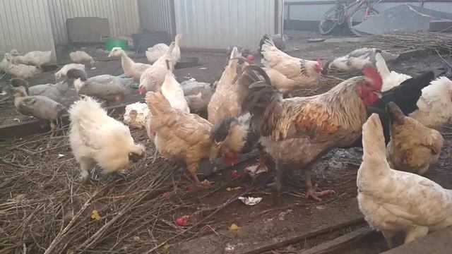 Фаворит -быстро растущая утка .Рекомендую всем смотреть онлайн