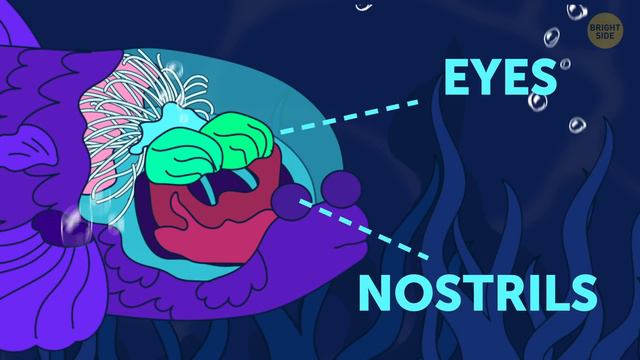 50+ Creatures Prove We Know Nothing of the Ocean смотреть онлайн