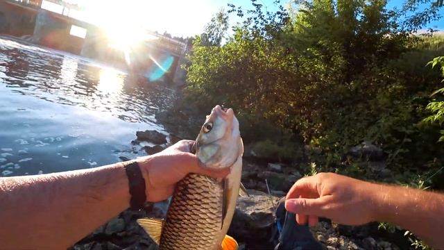 Ловля Голавля в ПОДМОСКОВЬЕ. Ловля на спиннинг летом. Рыбалка в июле. смотреть онлайн