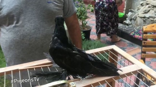 Самые красивые голуби Узбекистана 2020 Uzbekistan pigeon tumbler