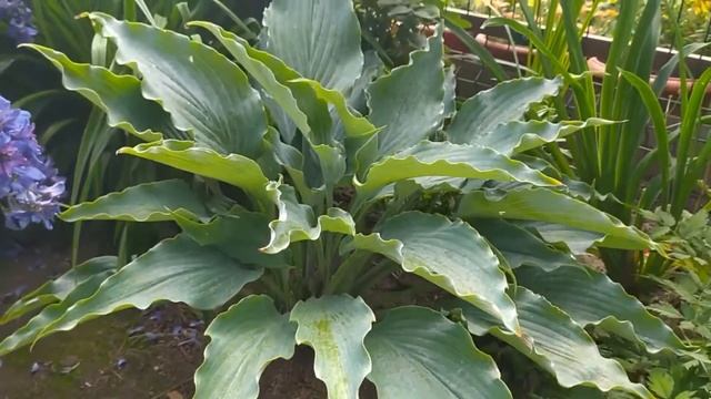 Хоста Нептун (Neptune). Одна из лучших голубых хост!!! смотреть онлайн