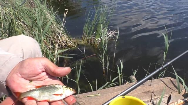 Рыбалка на поплавочные снасти. Карпы и караси стали в очередь. My fishing смотреть онлайн