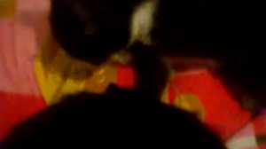 кошка лижет голову