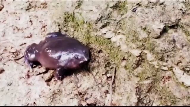 Необычные и экзотические животные, интересные факты. смотреть онлайн