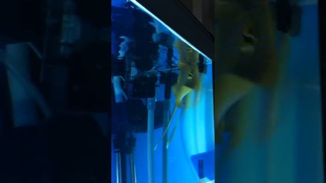 Taeniura lymma Aquarium fish смотреть онлайн