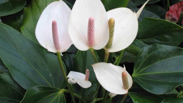 5 растений, которые должны быть в каждом доме смотреть онлайн