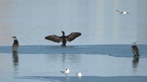 Птичье царство на Ангаре 16 апреля 2024