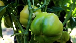 Так мало кто делает когда увядает сладкий перец. Чем полить и подкормить перцы если листья увядают