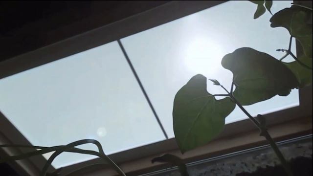 Amuse Lighting and Consultancy | Innerscene Promote Plant Growth смотреть онлайн
