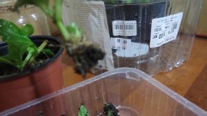 Результат  позднего черенкования крупнолистной гортензии .?Как сохранить черенки до весны.