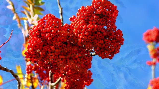 Ой, рябина кудрявая. Русская народная песня.