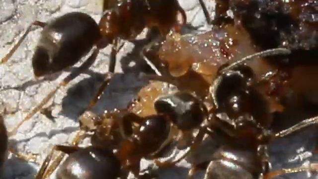 Муравьи, макро, Ants, Macro