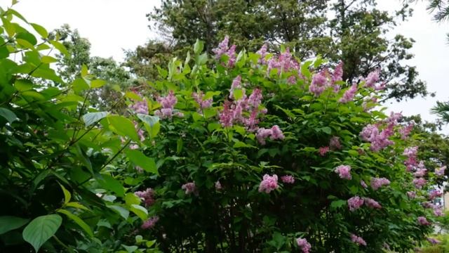 Ботанический сад Владивостока/середина июня 2021 смотреть онлайн