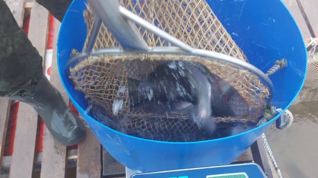 30.10.2021 Запуск Форели 300кг смотреть онлайн