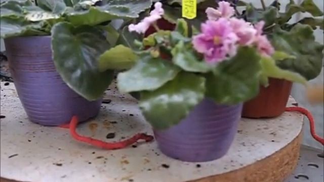 Фитильный полив фиалок на 2 недели отпуска: результат смотреть онлайн