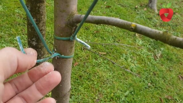 Zašto je bitno savijanje grana na voćkama? смотреть онлайн
