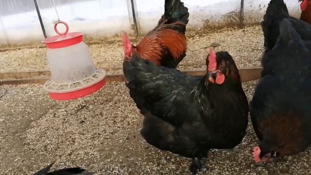 Маран чёрно медный. Marans NCC.