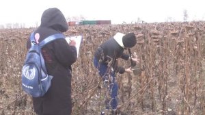 Жатка для подсолнечника НАШ 9 1