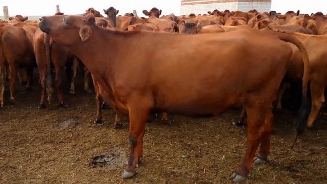 Разведение Красной степной породы коров как бизнес идея | КРС | Красная степная корова смотреть онлайн