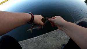 Рыбалка в Спб.Суздальское озеро - Большое.Маховая удочка.Тонна Плотвы