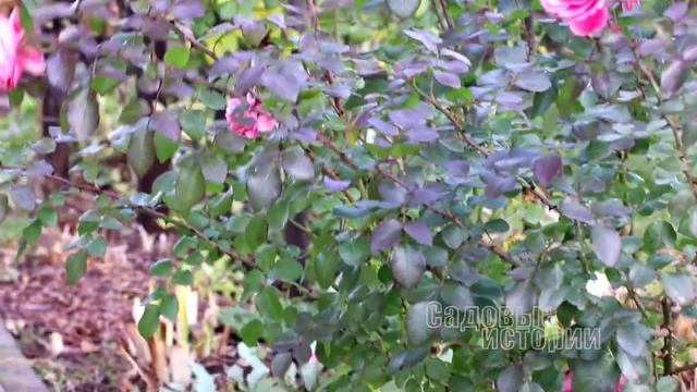 Неукрывные розы моего сада // ЛЕОНАРДО ДА ВИНЧИ // уход за розой в условиях 5 климатической зоны смотреть онлайн