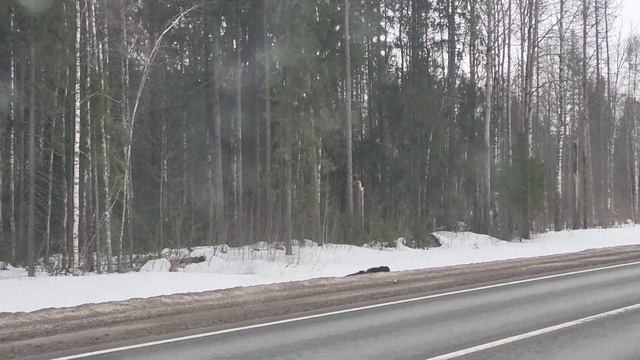 Семейство кабанов в Вологодской области смотреть онлайн