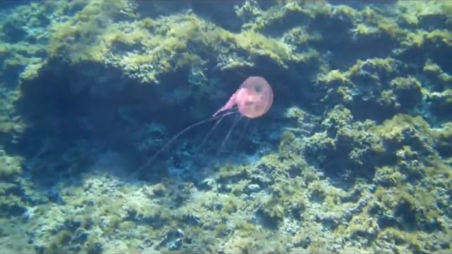 Pelagia noctiluca смотреть онлайн