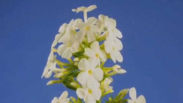 Marek Grechuta Wiosna ach to ty смотреть онлайн