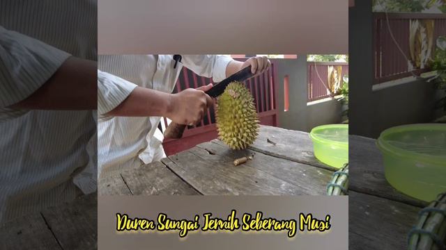 Durian masak batang, manis legit смотреть онлайн