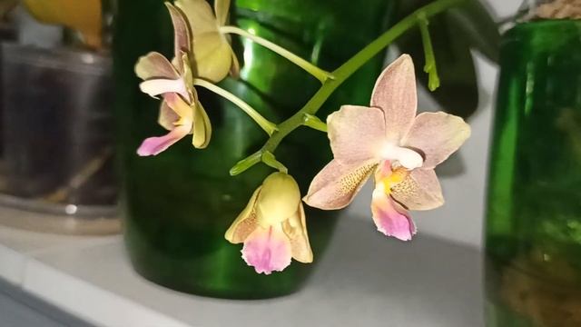 Цветение орхидей на конец июля у меня дома! Распустился Леко Фантастик!! смотреть онлайн