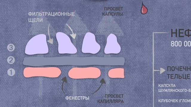 Клубочковая фильтрация. смотреть онлайн