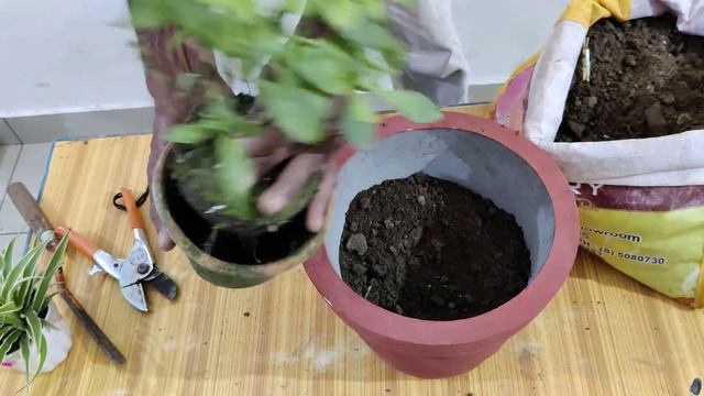 pentas flower repotting and care and tips _ beautiful flowering plant how to grow смотреть онлайн