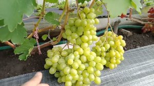 Открытый грунт. Созревший и не треснувший виноград. Нижегородская обл. 5,08,24