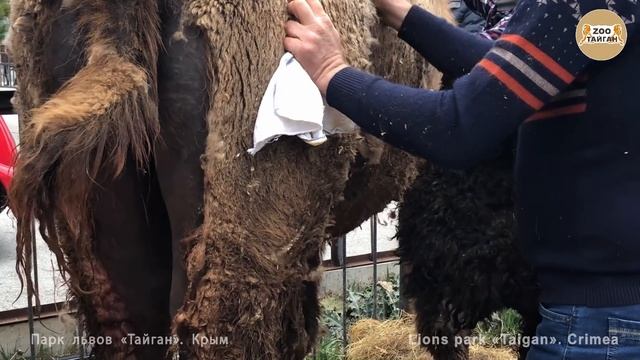 Первые шаги верблюжонка Мартина.2. Тайган | First Steps Martin Camels Cub.2. Taigan