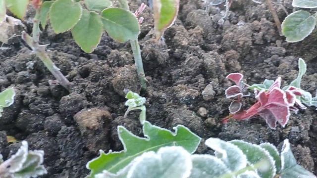 Розы. Ночные возвратные заморозки 11 мая 2021г в Подмосковье. смотреть онлайн